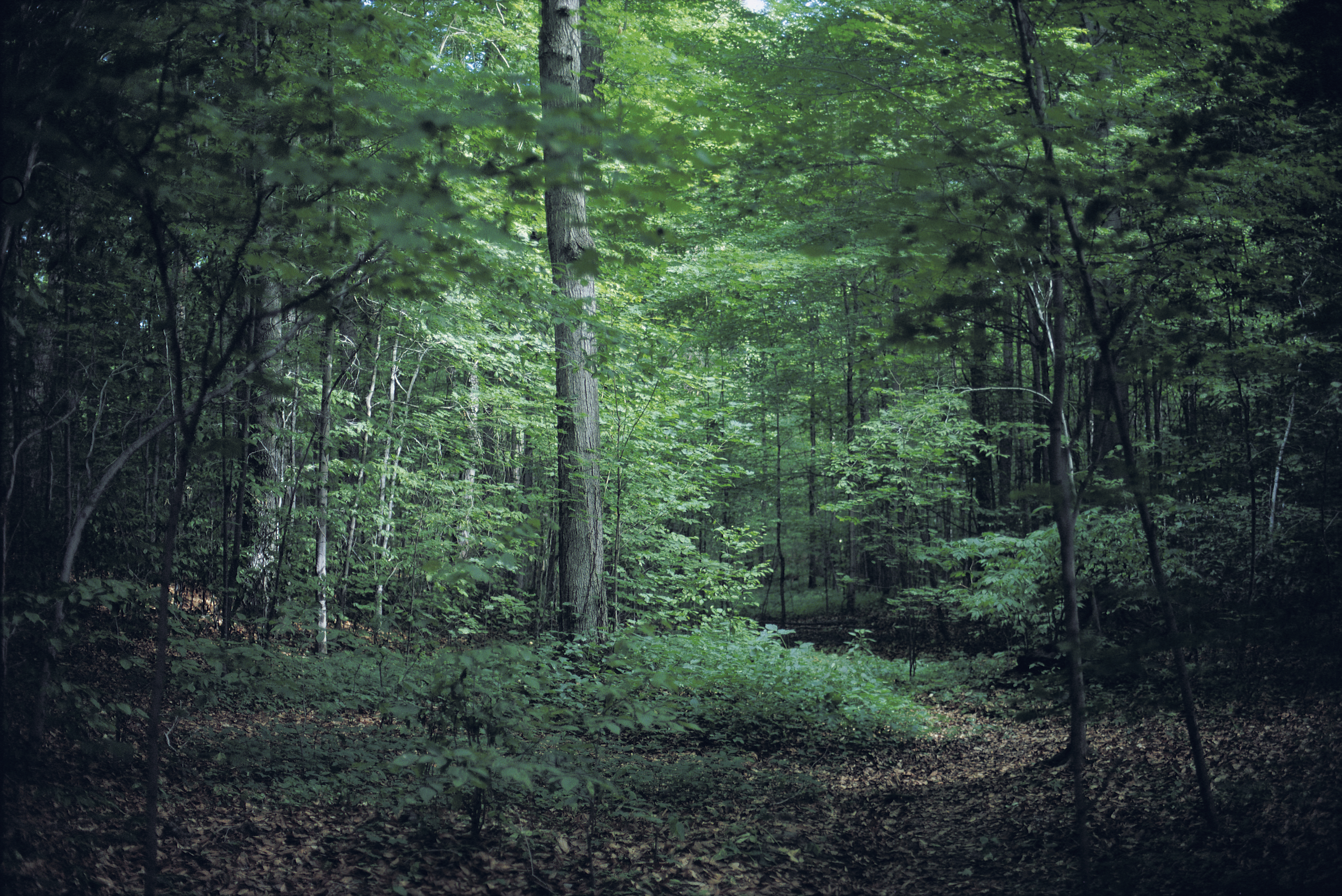 A photo of trees in the Sacred Grove in Palmyra, New York.