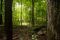 The Sacred Grove