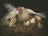 hen, chicks