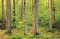 Lessons From the Sacred Grove
