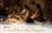 the Last Supper