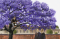 Flowering Trees