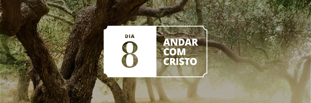 Foto de uma oliveira