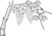 Grapes on a Vine