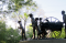 Far West, Missiouri: Pioneer Sculpture