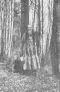 Joseph F. Smith in the Sacred Grove in 1905