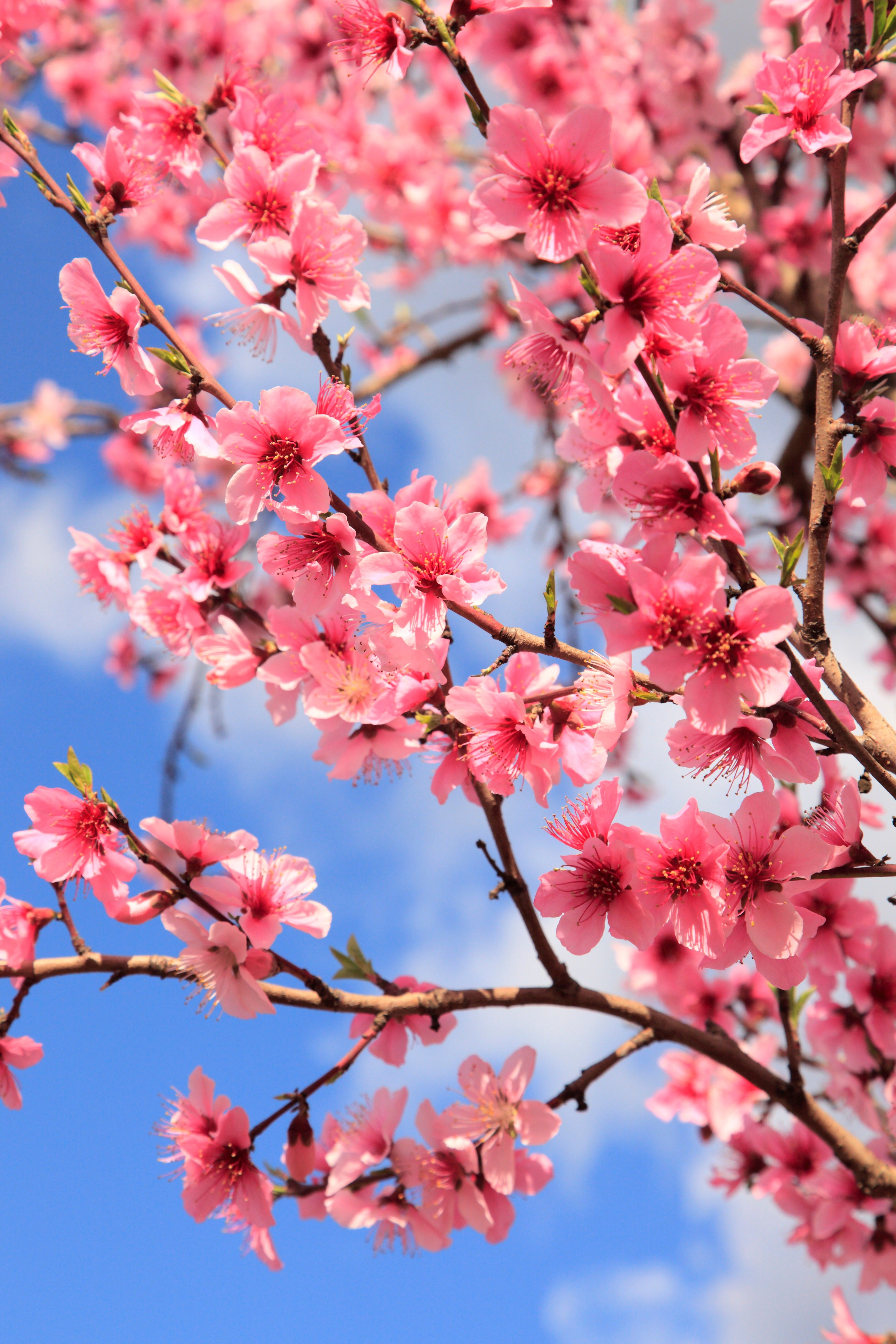 peach blossom spring review