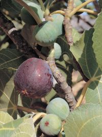 Fig Tree (Israel)
