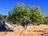 fig tree