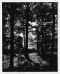 Sacred Grove