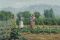 Pioneer garden