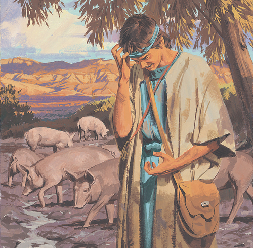 man standing by pigs