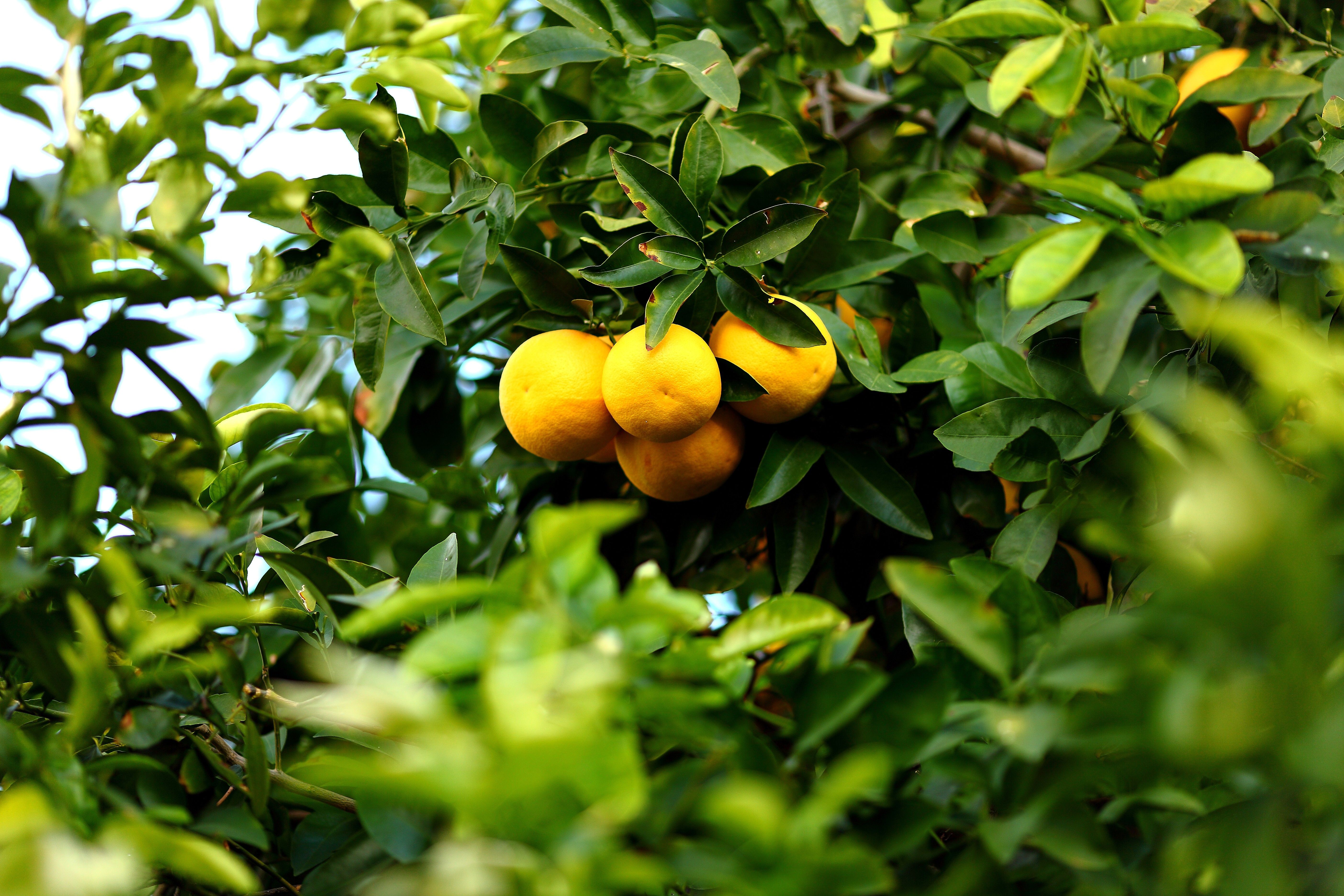 Lemon Tree