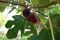 Figs Growing On Tree