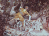 Zacchaeus in the Sycamore Tree