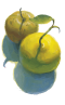 The Lesson of the Santol Tree