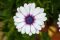 A white Cape daisy, also known as osteospermum, with a blue and purple center.