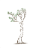 Trees and leaves