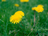 dandelions