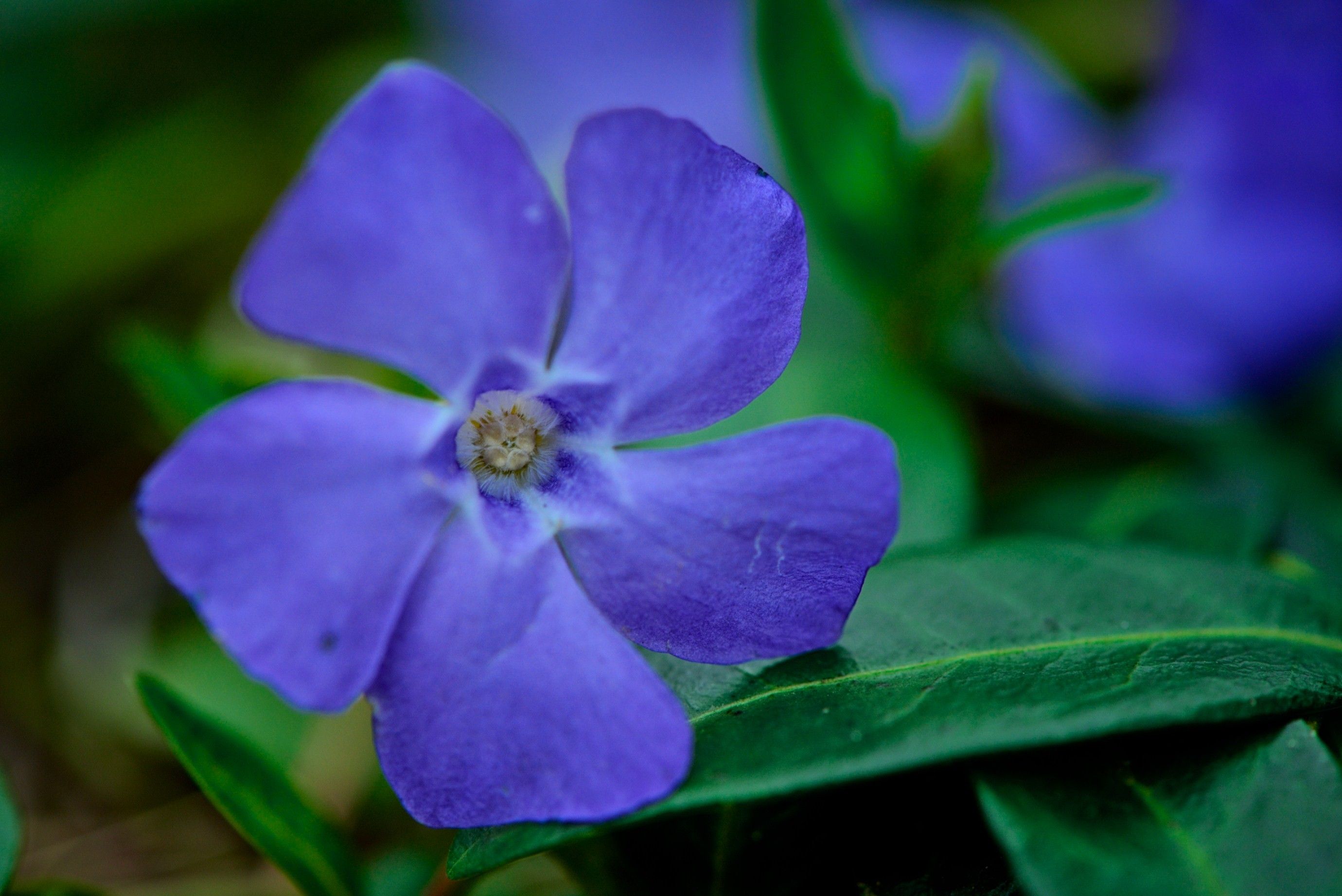 Vinca