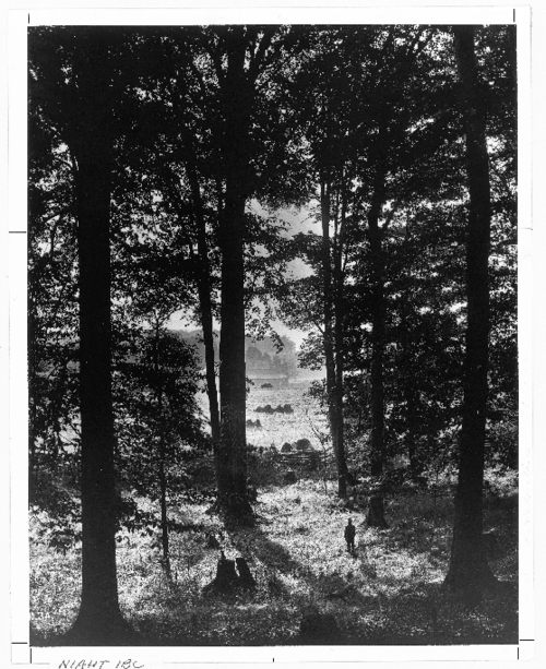 Sacred Grove