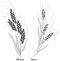 Wheat and tares