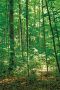 Sacred Grove