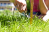 person using a ruler and scissors to cut the grass