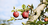 apples on a tree