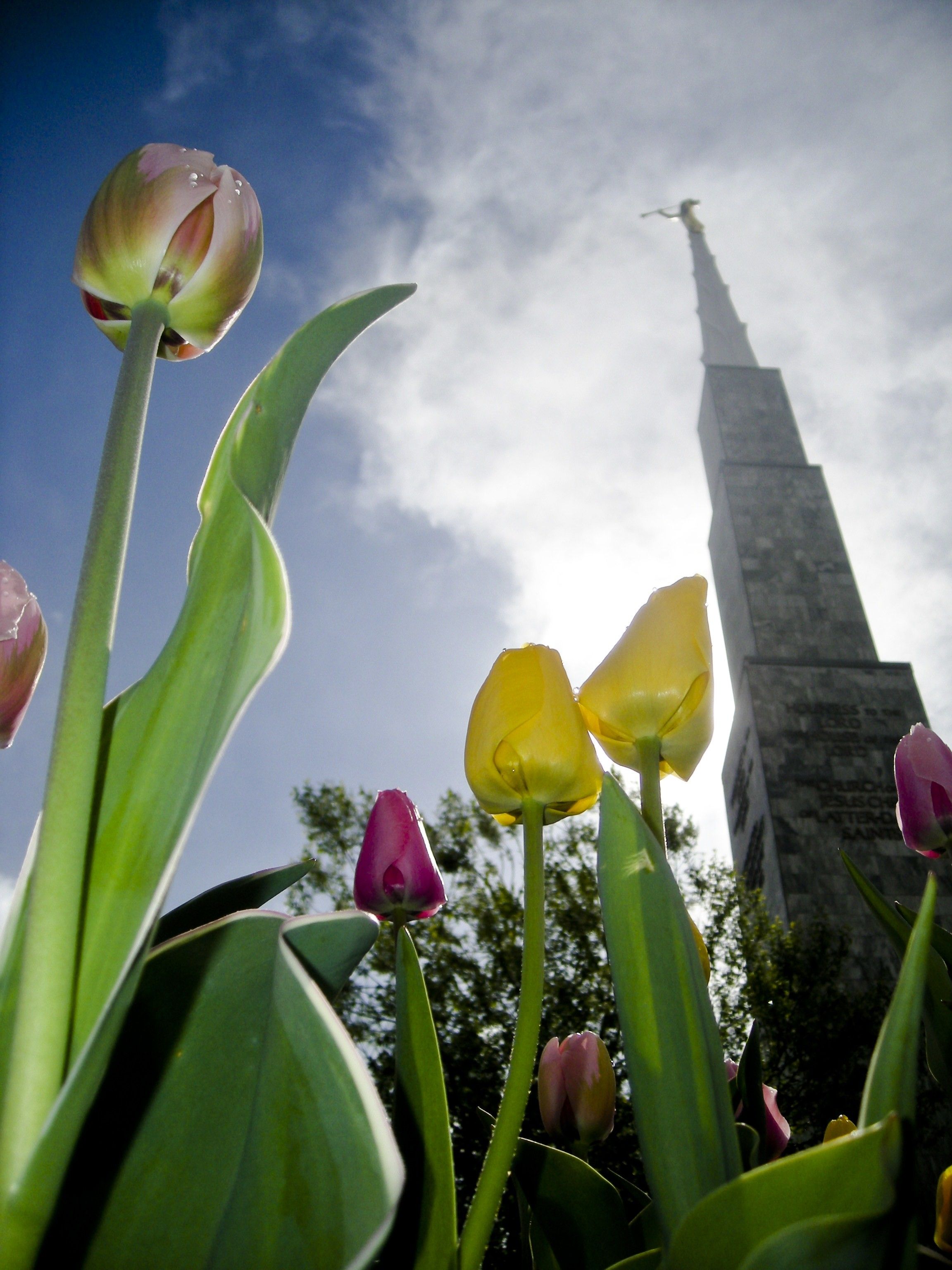 An upward view of the angel Moroni from the gardens on the temple grounds.