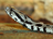 Palestinian viper