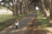 woman standing on tree-lined road