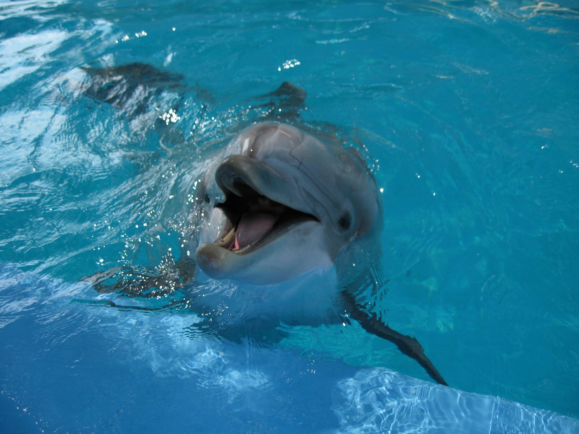 Дельфин фото для детей картинки