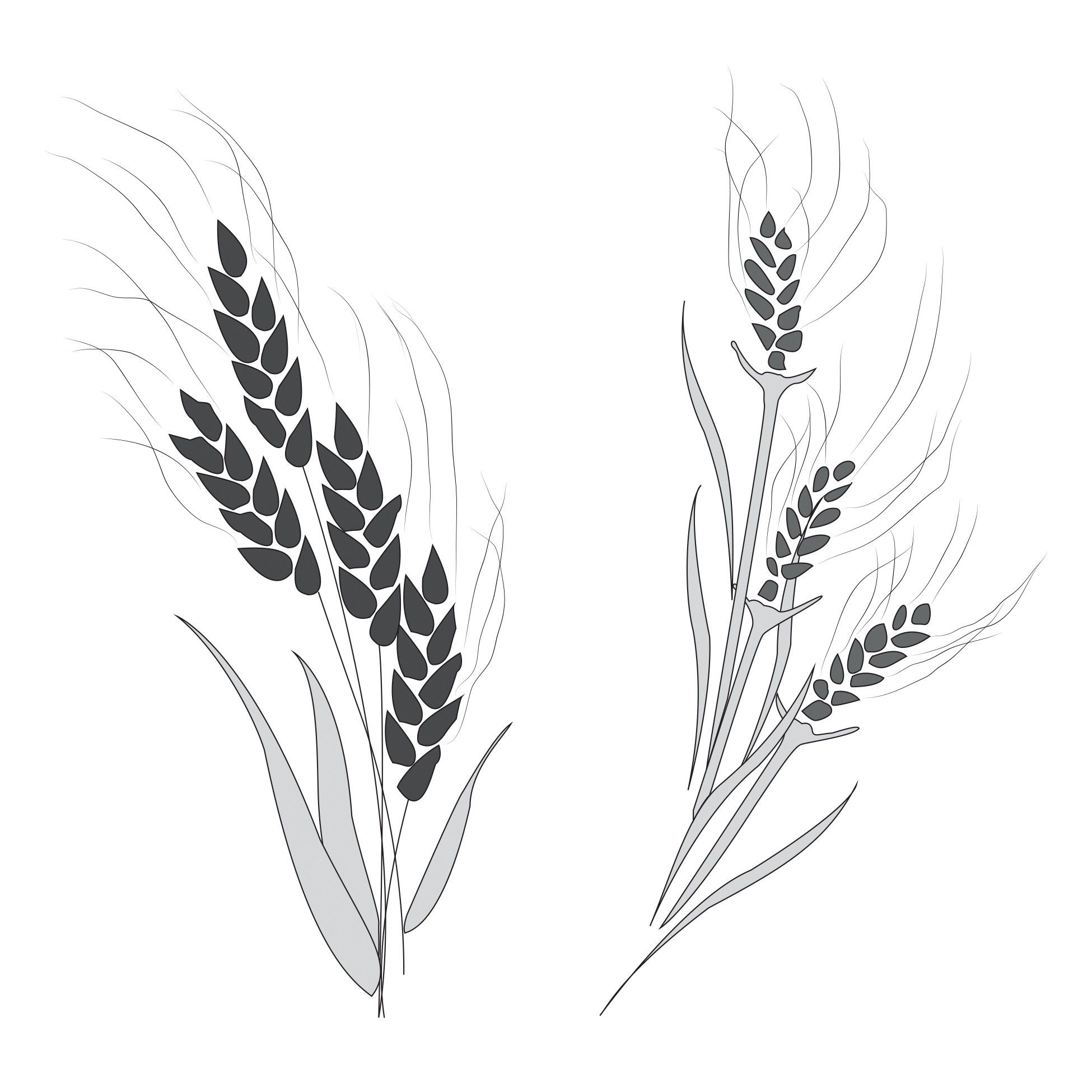 wheat-and-tares-illustration