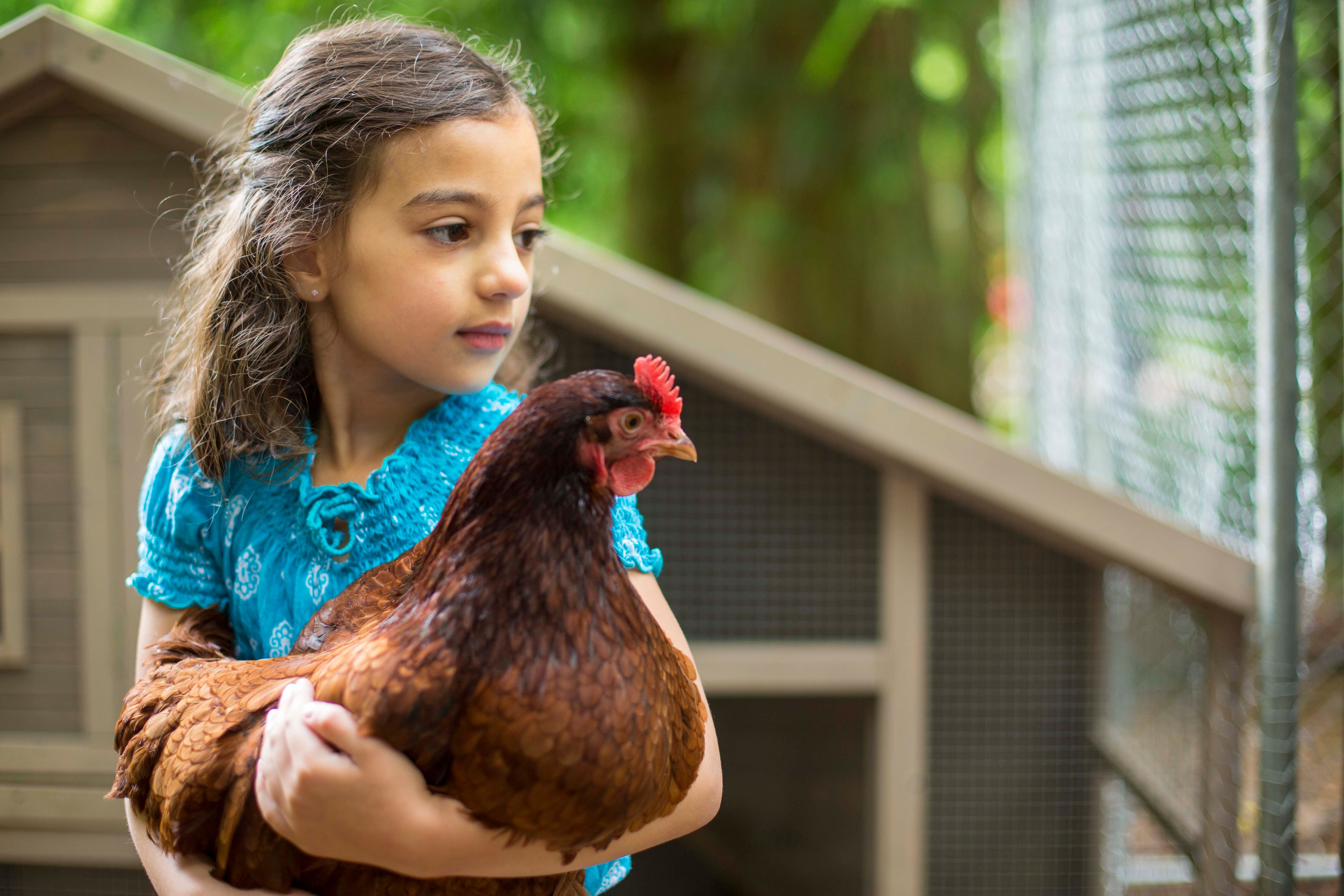 A young girl holding a chicken. 