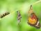 Caterpillar Butterfly
