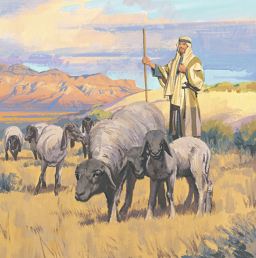 shepherd with sheep