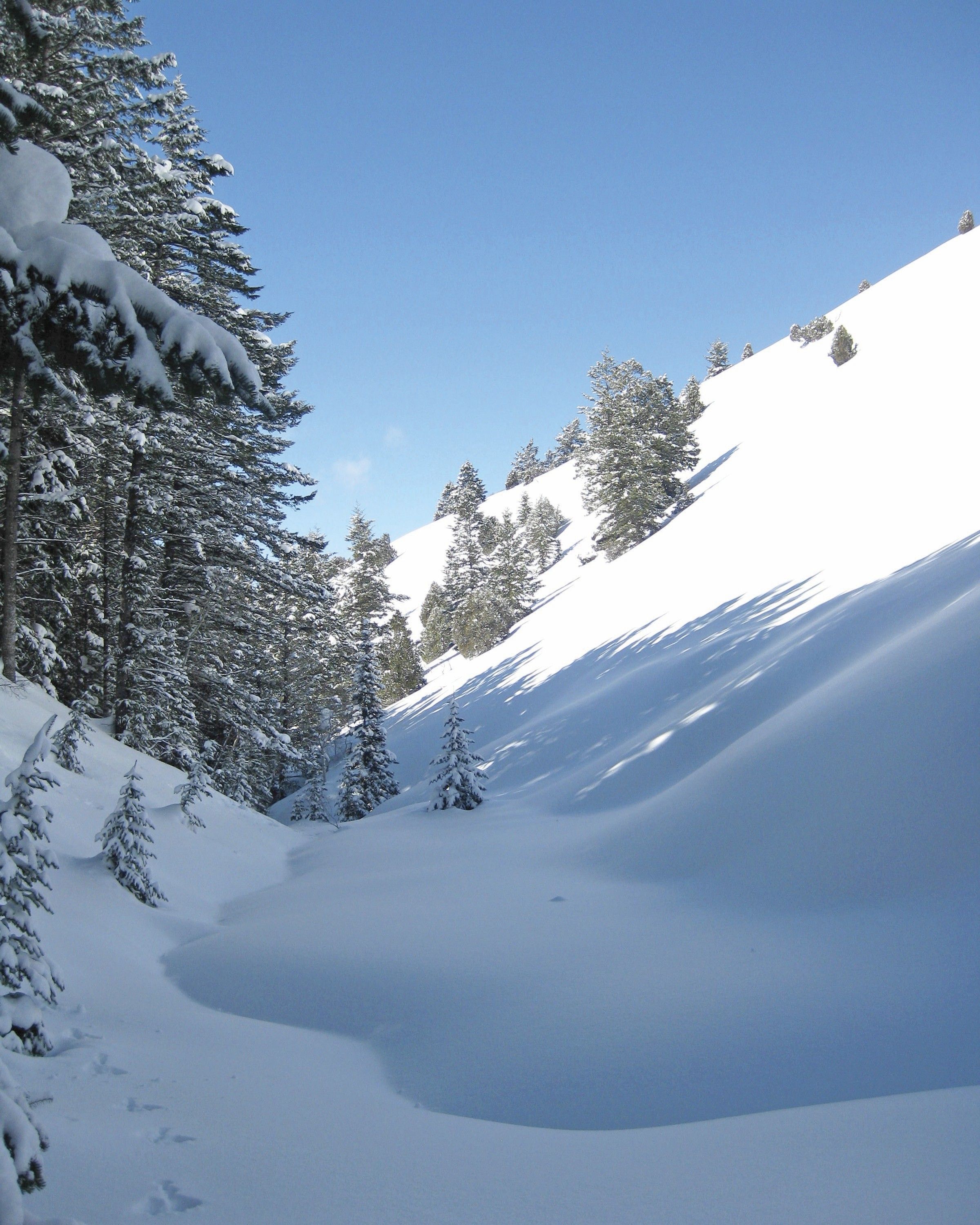 Snow on a Pine Tree