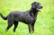 Labrador