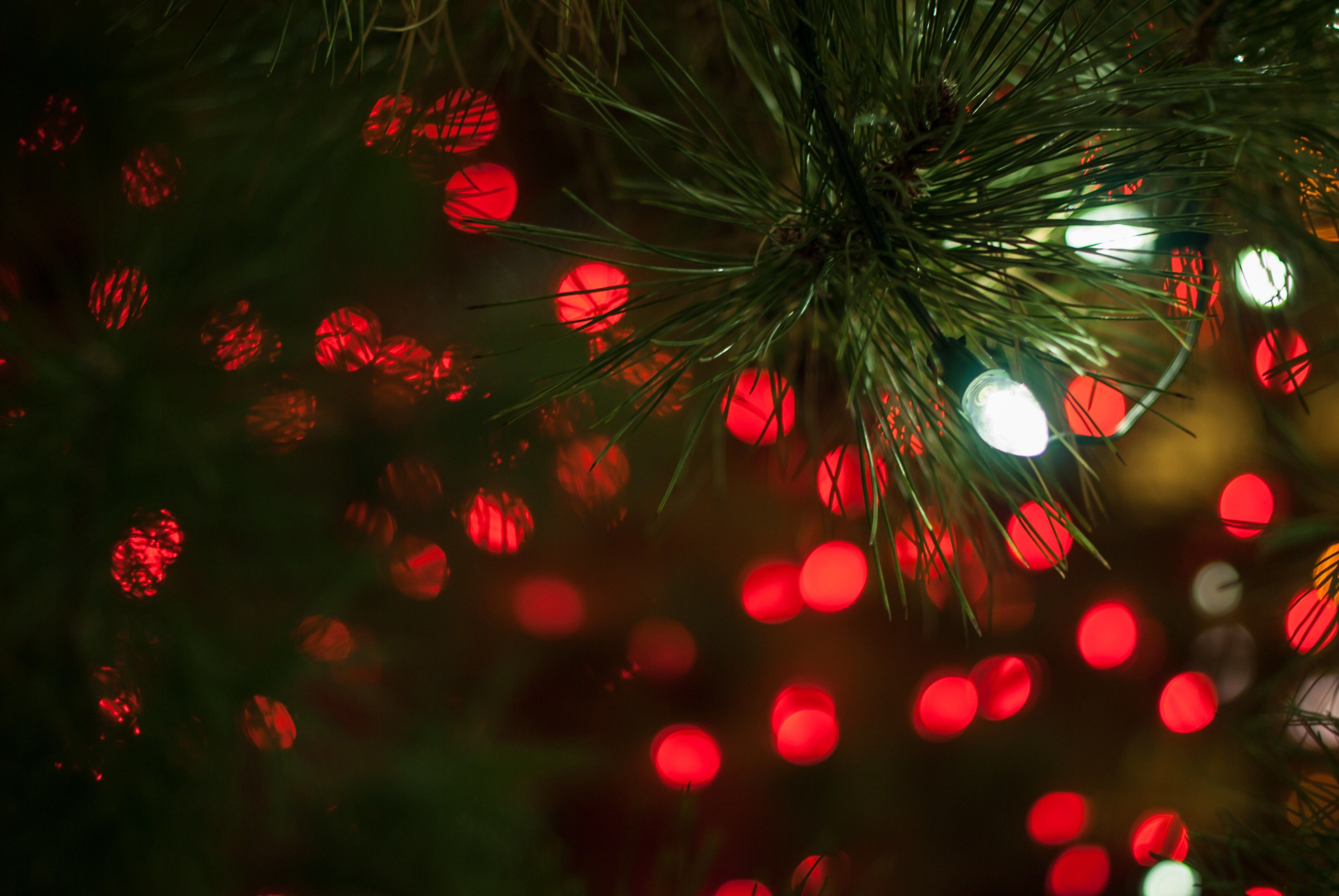 Christmas Tree Branch with Lights