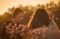 Women sitting outside during sunset.