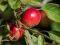 Apples