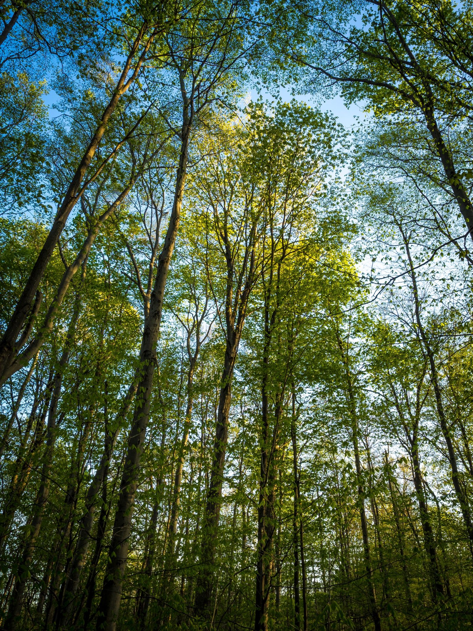 Trees in the Sacred Grove