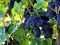 Grapevines