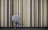 young adult walking with umbrella