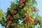 Apple tree at the Church Orchard