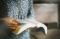 Close Up Image of a Bible Being Held