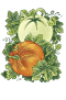 Pumpkins or Melons?