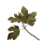 Fig Leaf
