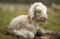 Of Lambs and Shepherds